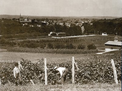 Vista a través de los viñedos en Hermann, Missouri de George Stark